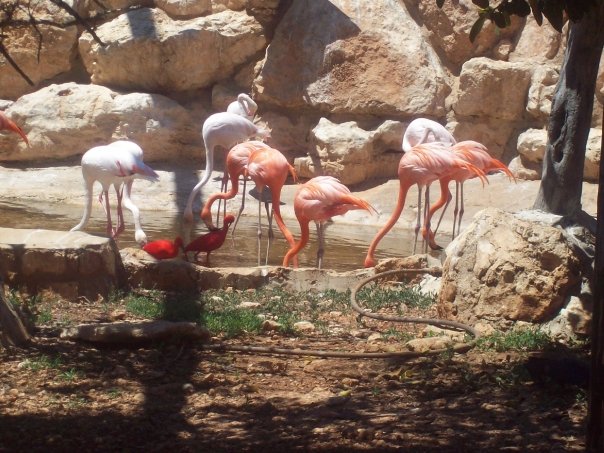 Flamingos at Pafos Zoo