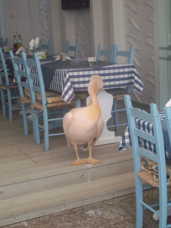 Pelican Restaurant at Paphos Harbour